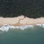Vista aérea de praia cercada por floresta verde e preservada no litoral de São Paulo.