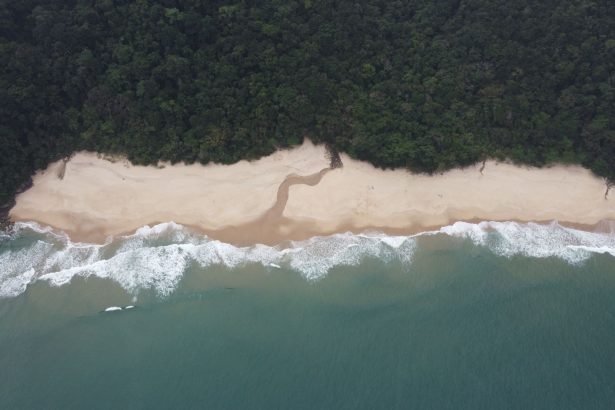 Vista aérea de praia cercada por floresta verde e preservada no litoral de São Paulo.